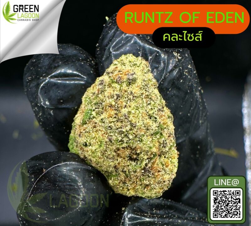 Runtz of eden