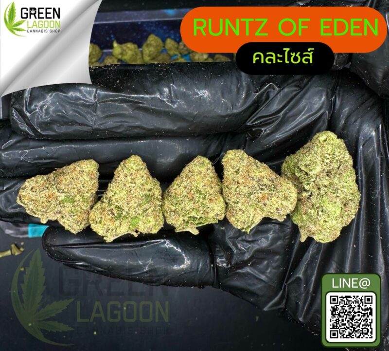 Runtz of eden