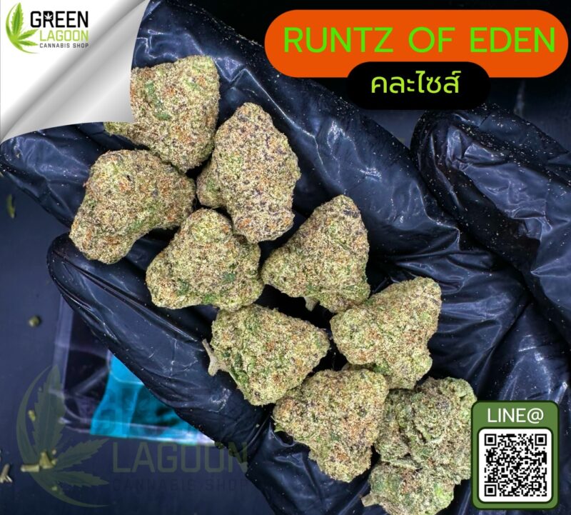 Runtz of eden