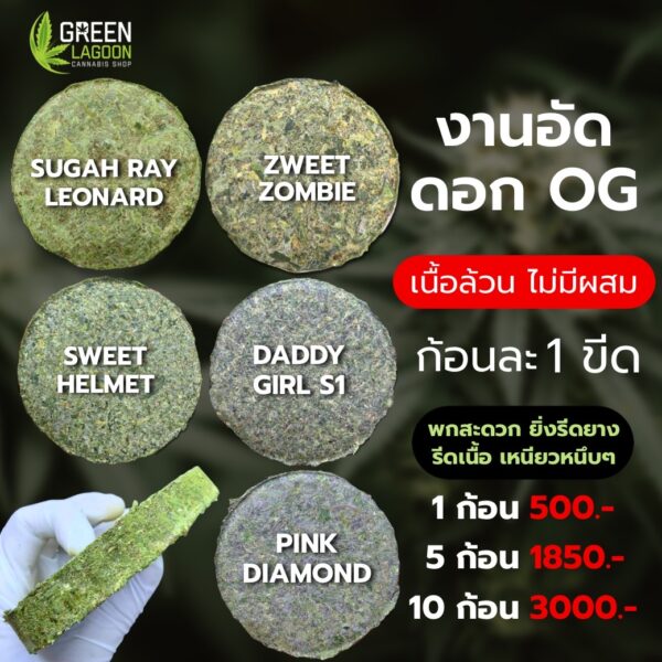 งานอัดดอก Zweet zombie (indoor)