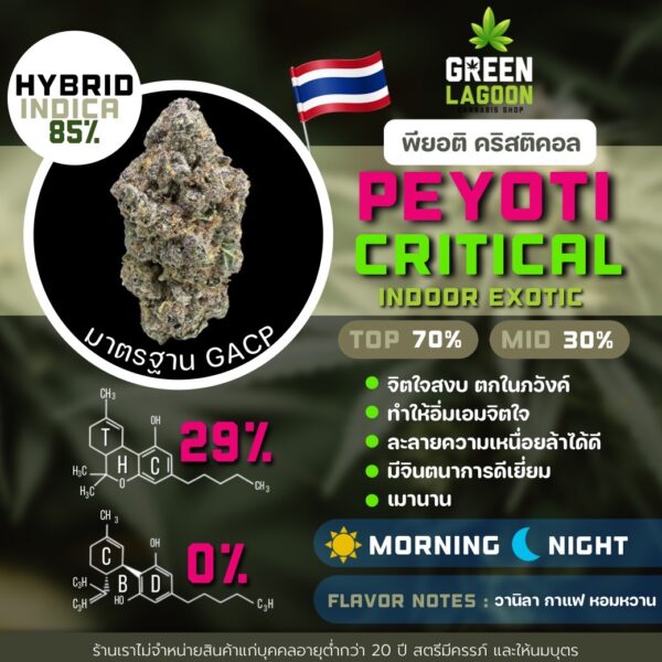 Peyote critical