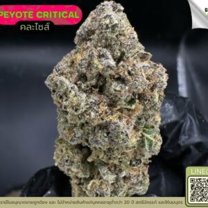 Peyote critical