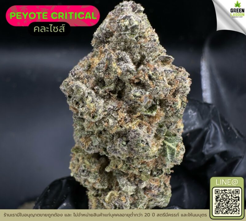 Peyote critical