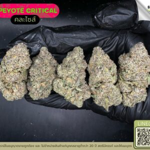 Peyote critical