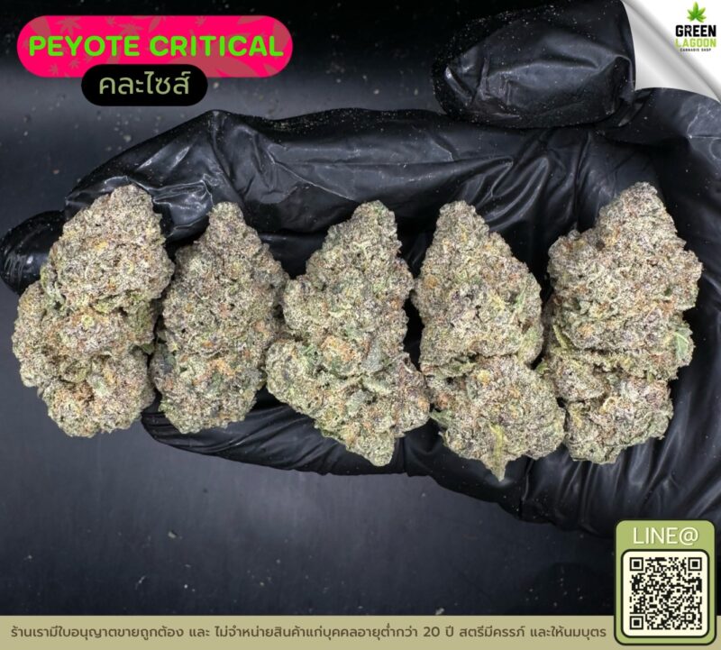 Peyote critical