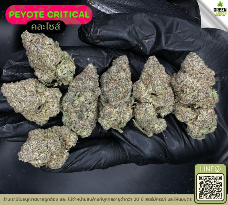 Peyote critical
