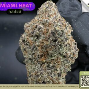 Miami heat