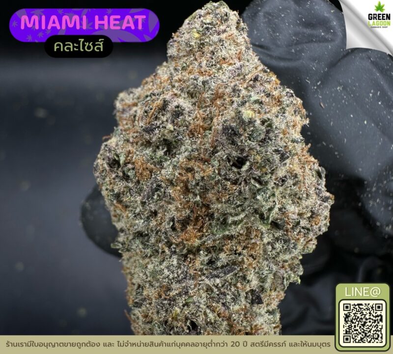 Miami heat