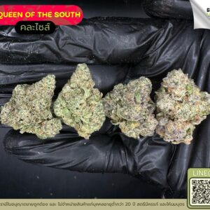 Queen of the south