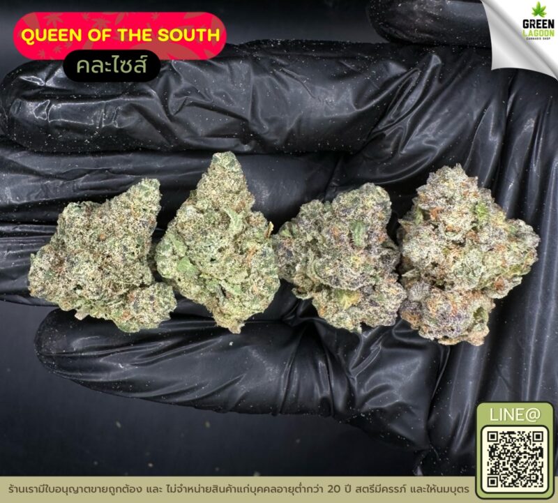 Queen of the south