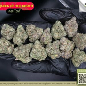 Queen of the south