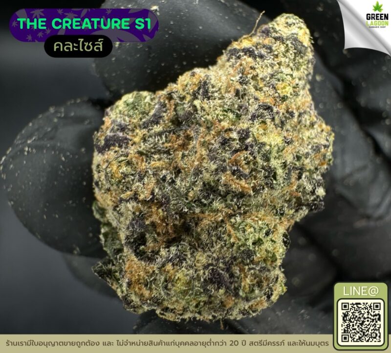 The creature S1