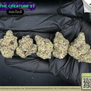 The creature S1