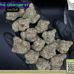 The creature S1