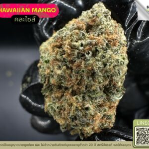 Hawaiian mango