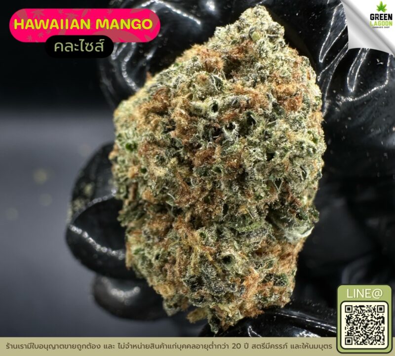 Hawaiian mango