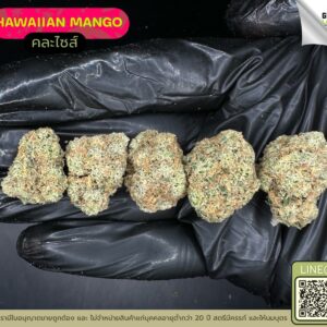 Hawaiian mango