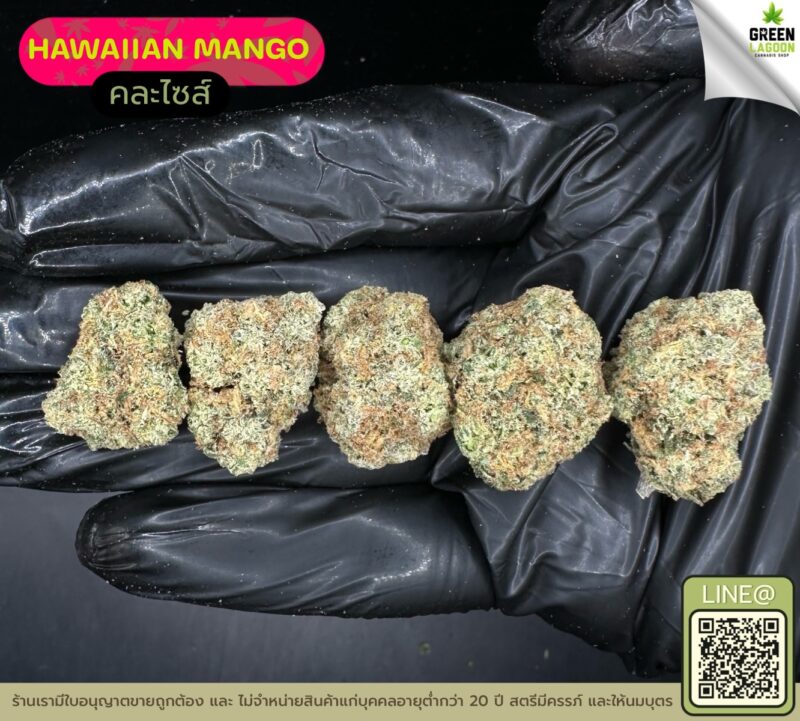 Hawaiian mango