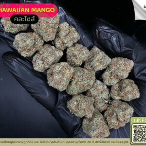 Hawaiian mango