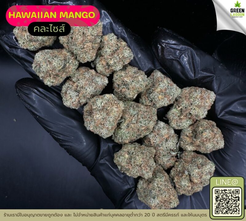 Hawaiian mango