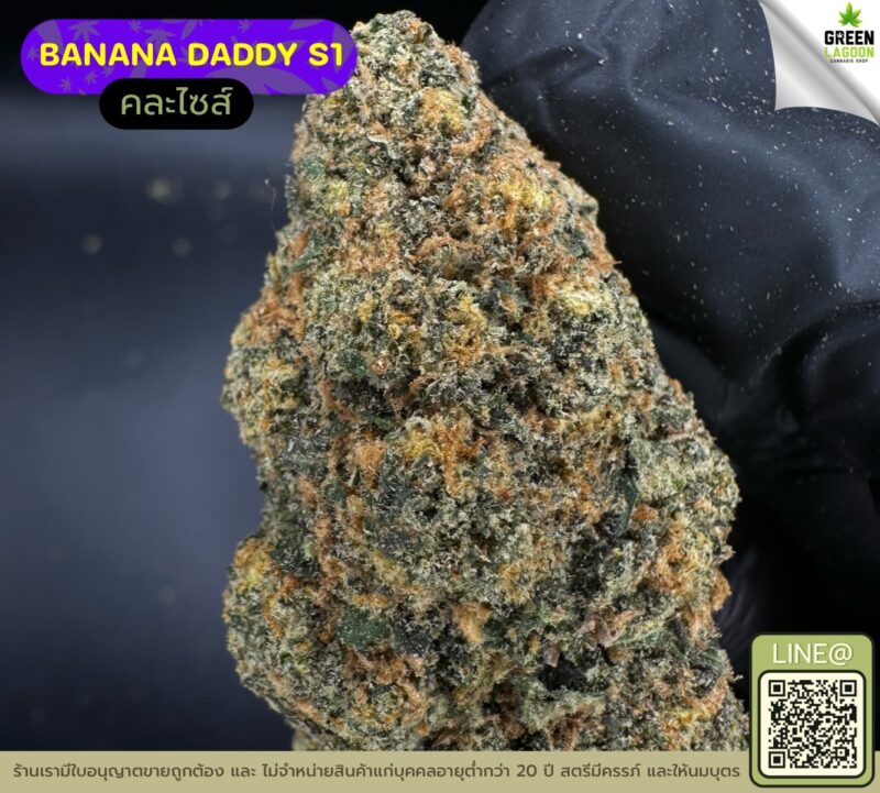 Banana daddy R1
