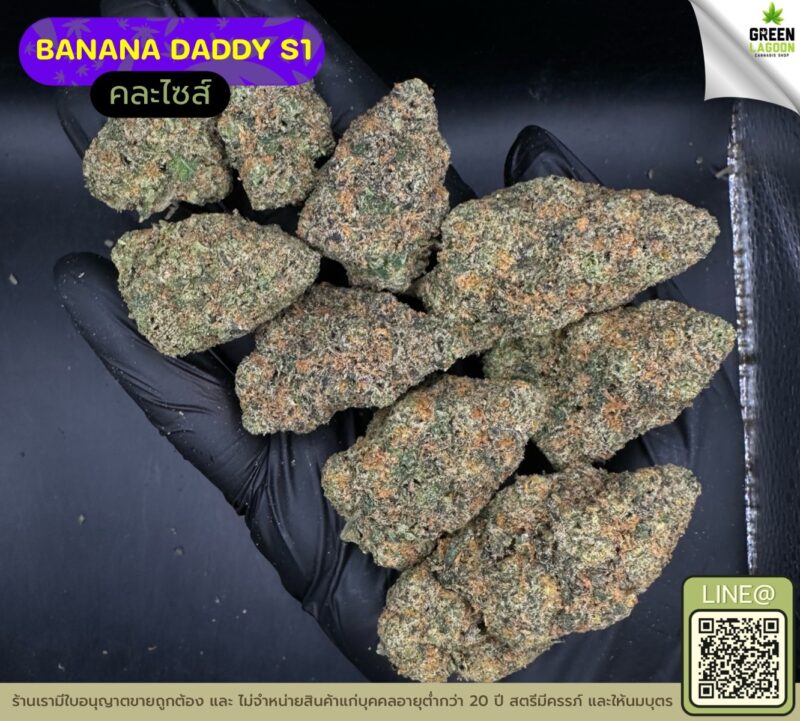 Banana daddy R1