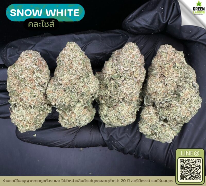 Snow white