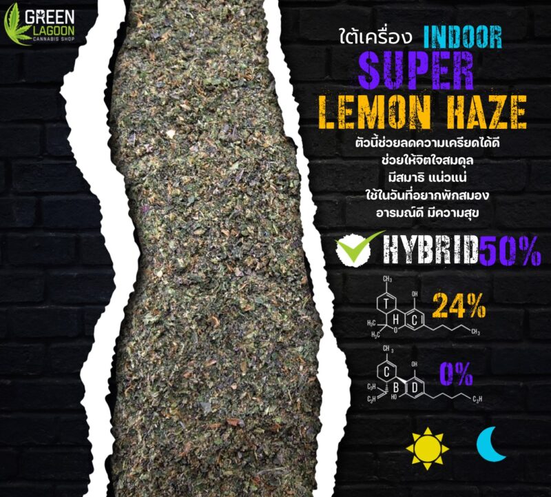ใบทริม Super lemon haze (indoor)