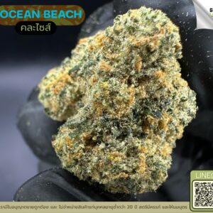 Ocean beach