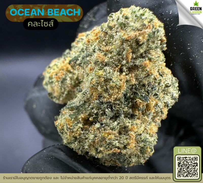 Ocean beach