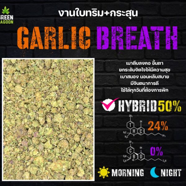 Garlic breath งานใบทริม+กระสุน (indoor)
