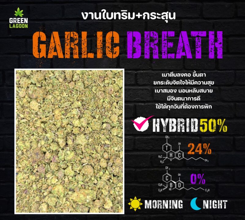 Garlic breath งานใบทริม+กระสุน (indoor)