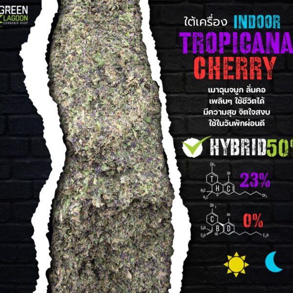 Tropicana cherry(ใต้เครื่องเนื้อทราย Indoor)