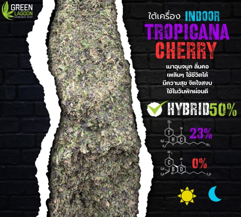 Tropicana cherry(ใต้เครื่องเนื้อทราย Indoor)