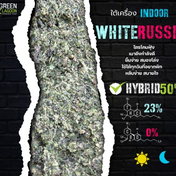 White russia (ใต้เครื่องเนื้อทราย Indoor)