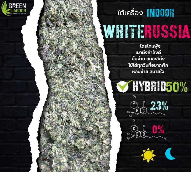 White russia (ใต้เครื่องเนื้อทราย Indoor)