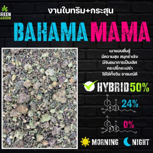Bahama mama งานใบทริม+กระสุน (indoor)