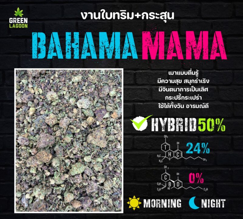 Bahama mama งานใบทริม+กระสุน (indoor)