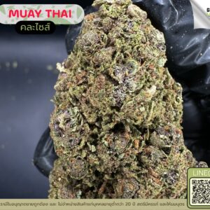 Muay thai