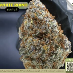 White rhino