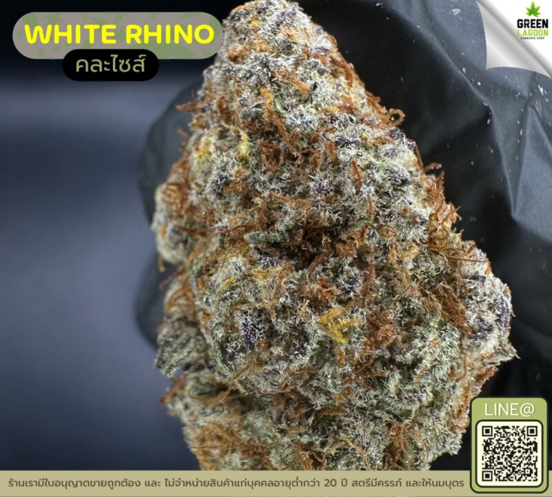 White rhino