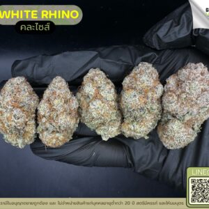 White rhino