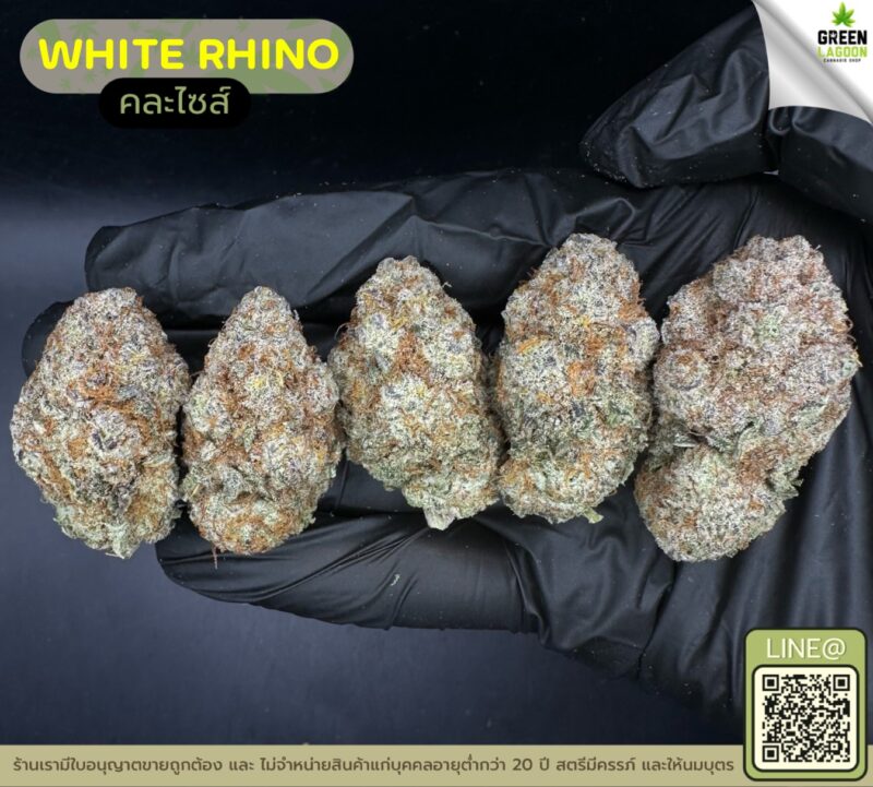 White rhino