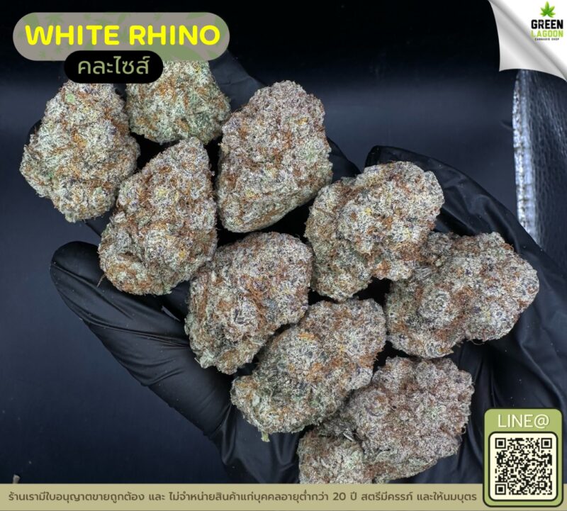 White rhino