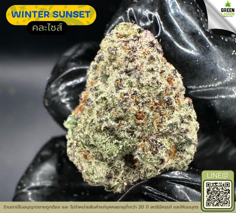 Winter sunset