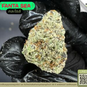 Fanta sea