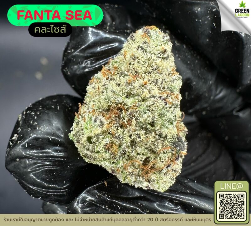 Fanta sea