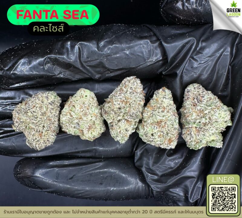 Fanta sea