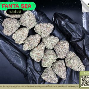 Fanta sea