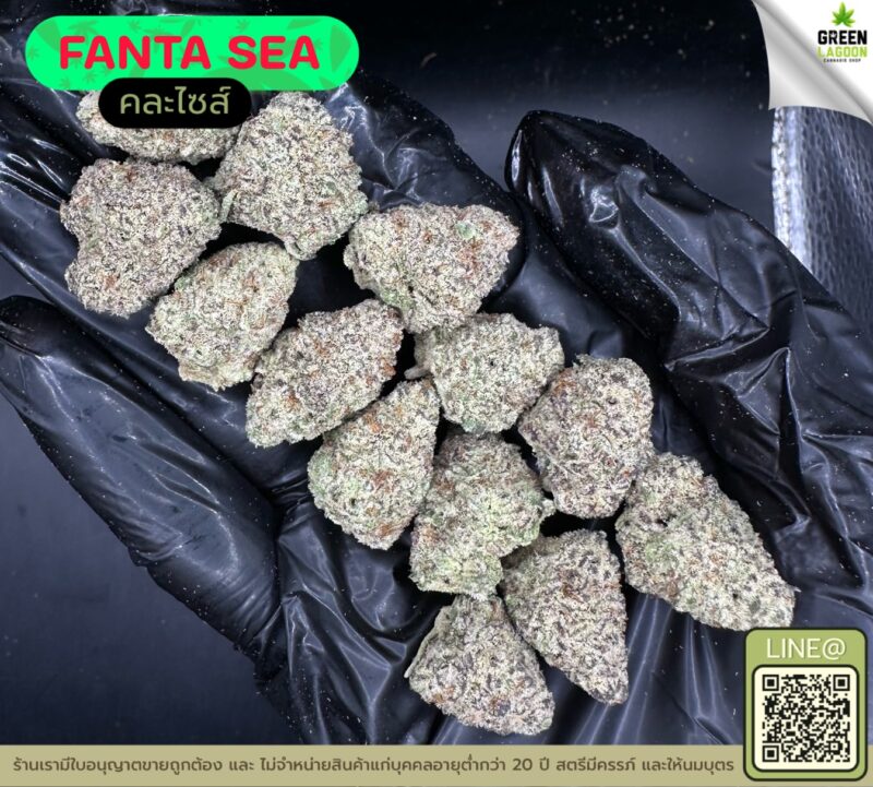 Fanta sea